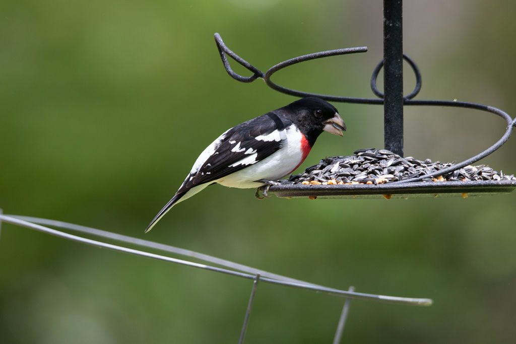 Backyard Birds NH-1908.jpg